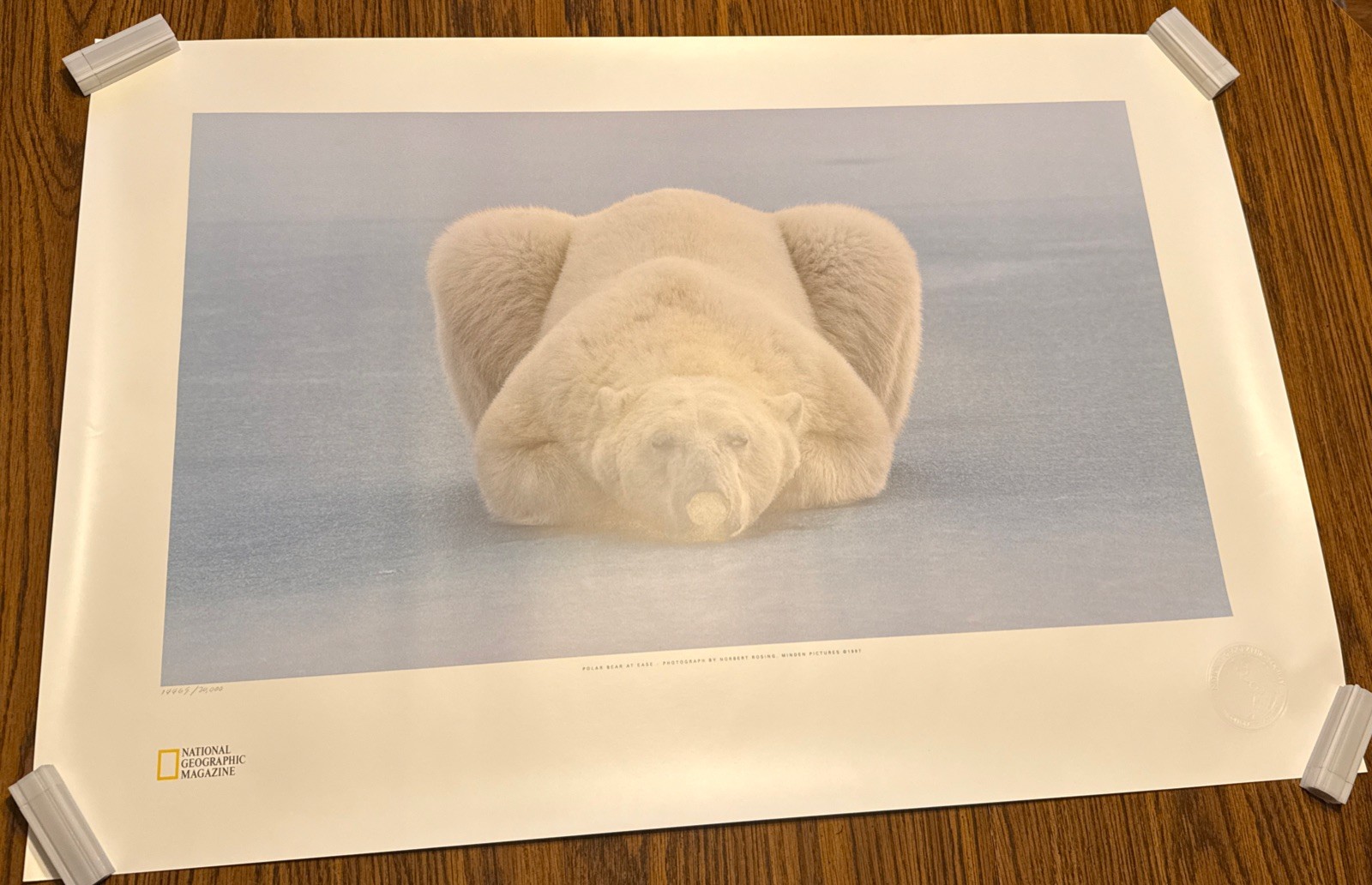 Lot Of 2 National Geographic Polar Bear At Ease 36″X24″ Numbered Lithographs