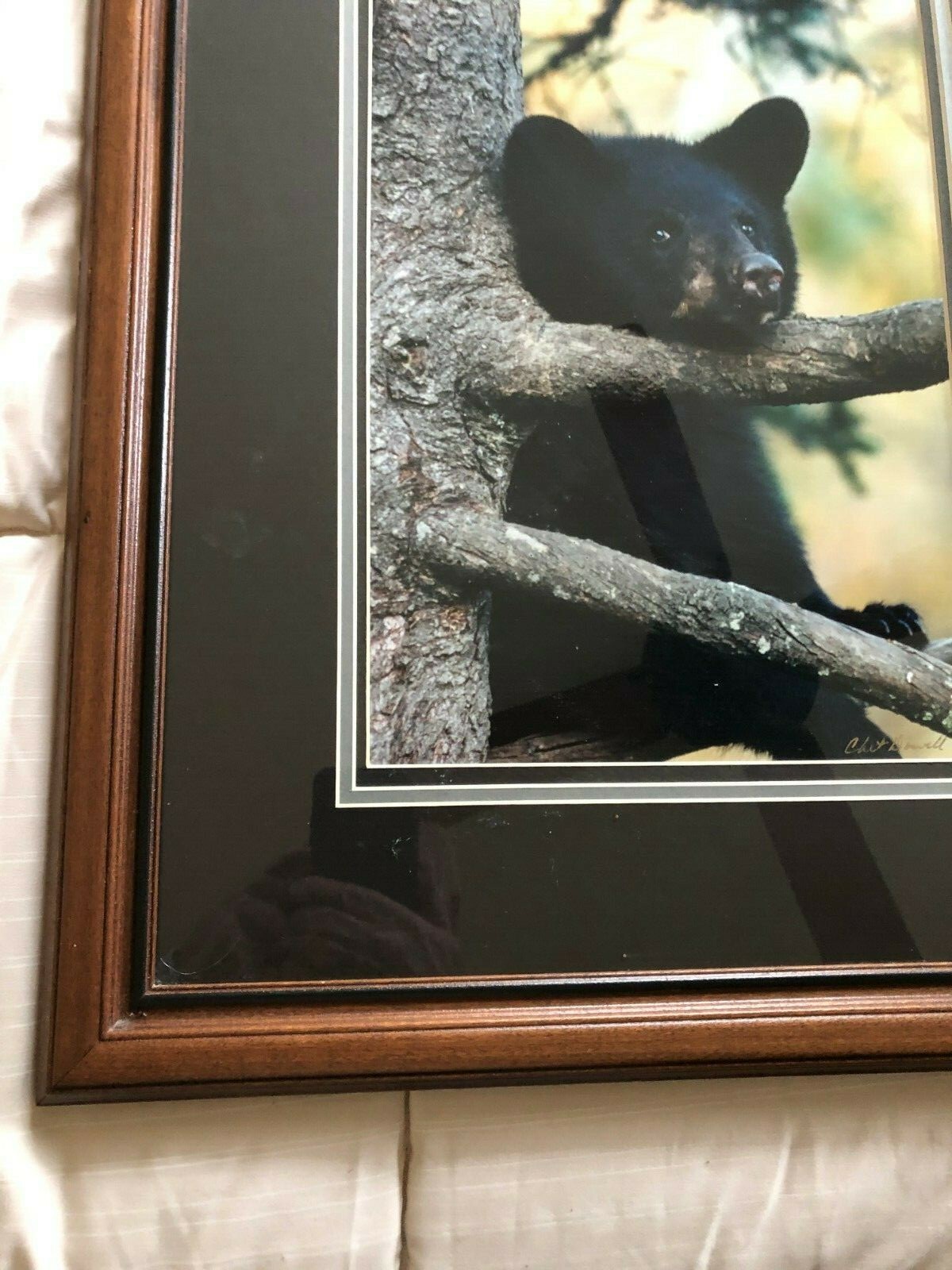 “BLACK BEAR CUB CHIN UP” OPEN EDITION FRAMED PHOTOGRAPH BY CHET DOWELL