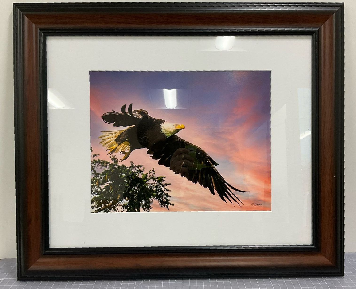 Framed Bald Eagle Mid Flight Photo Print