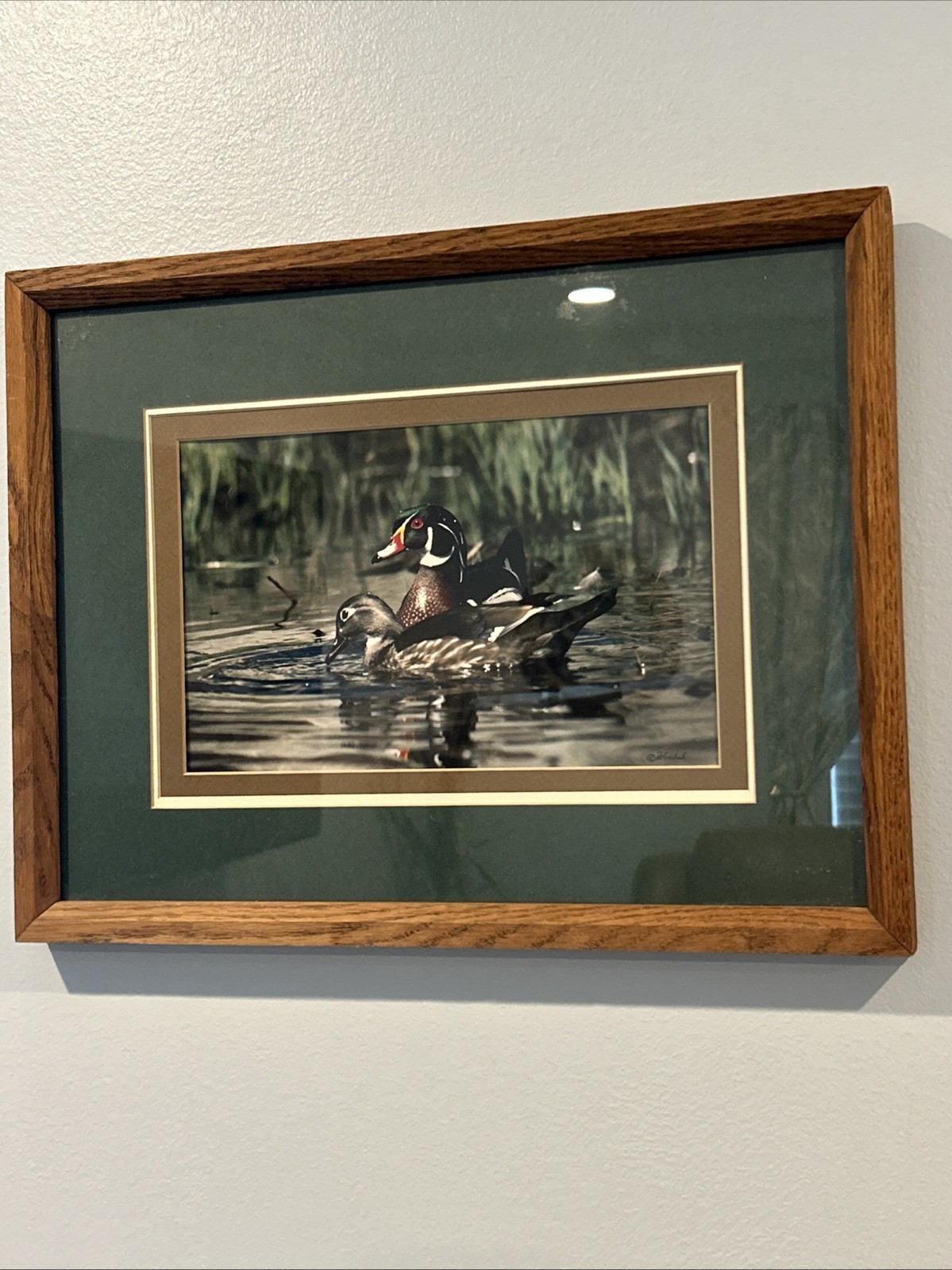 Framed 1983 Wood Duck Photography By Wildlife Photographer Pat Gerlach