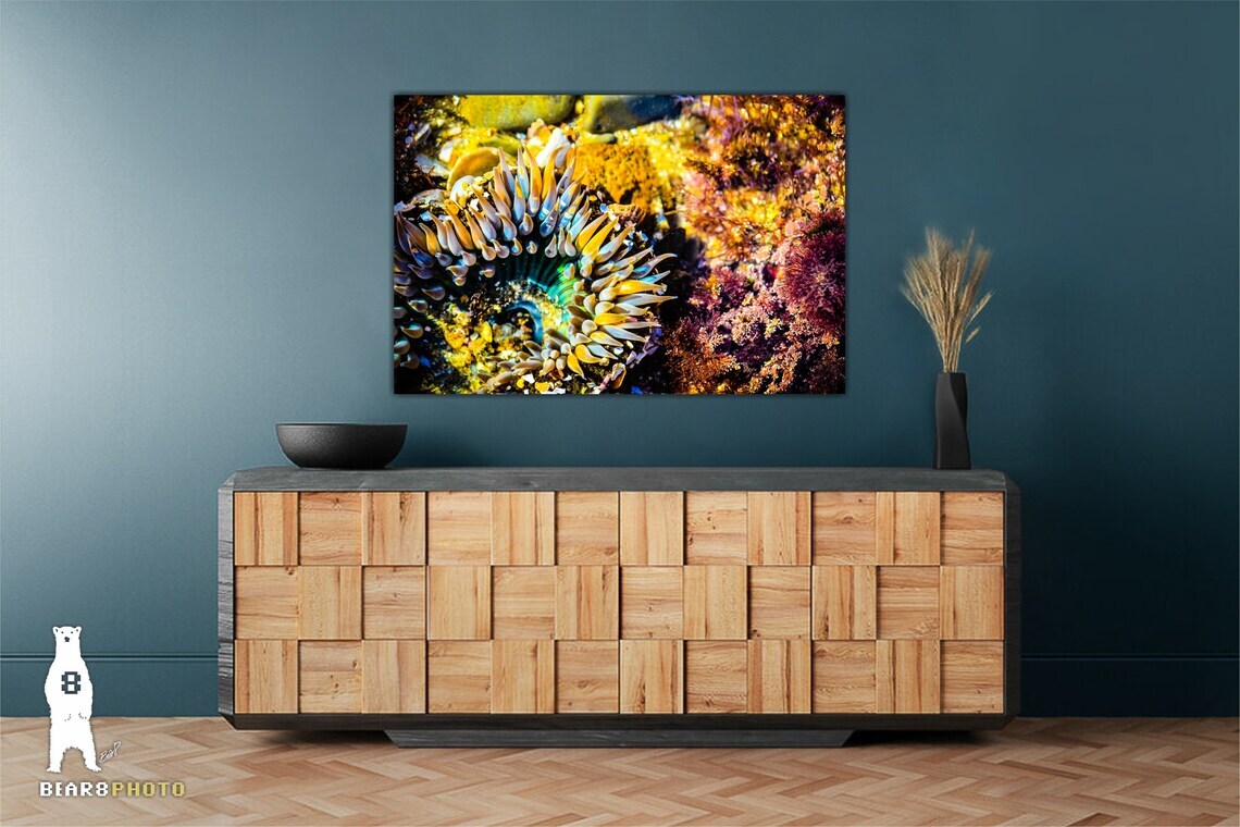 Sea Anemone – Fine Art Prints – Underwater Ocean Life Décor