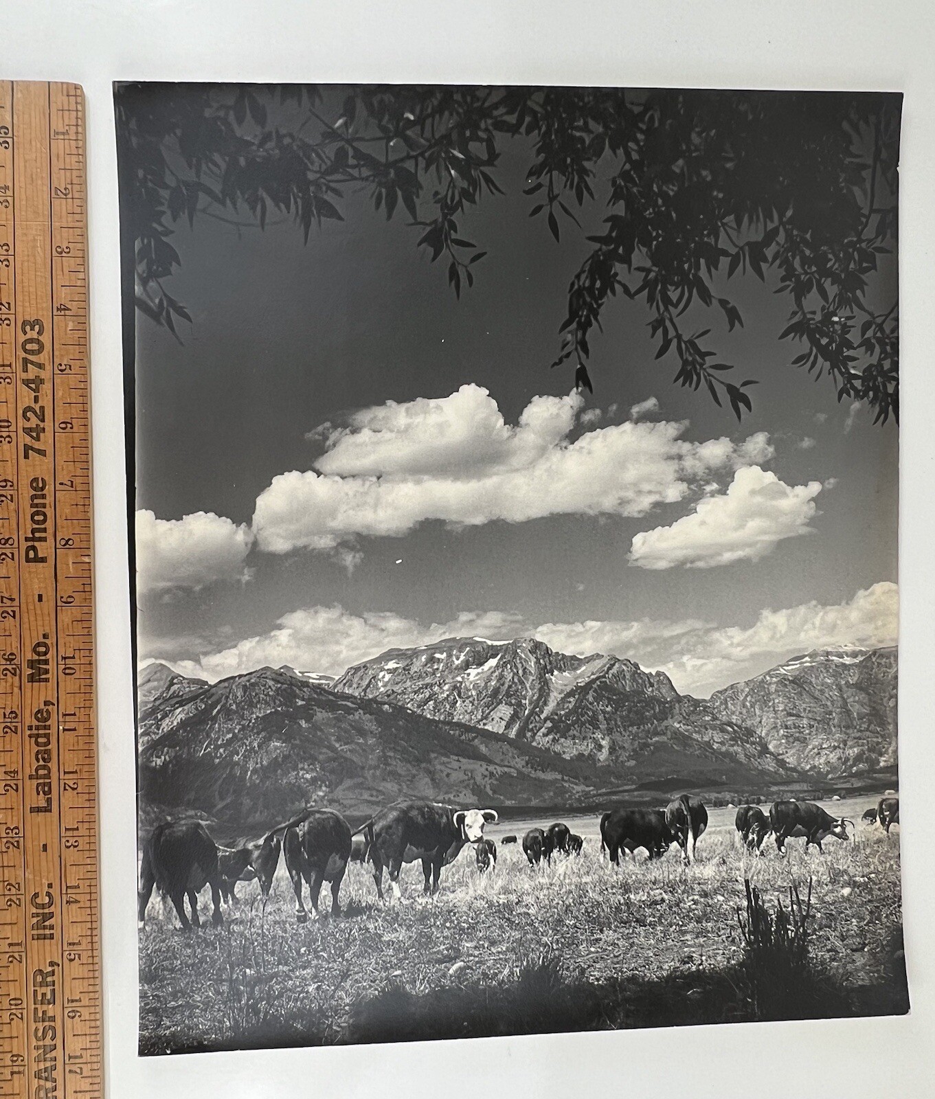 Vintage Large Black & White Photography Print Cattle Ranch Western Cowboys Rural
