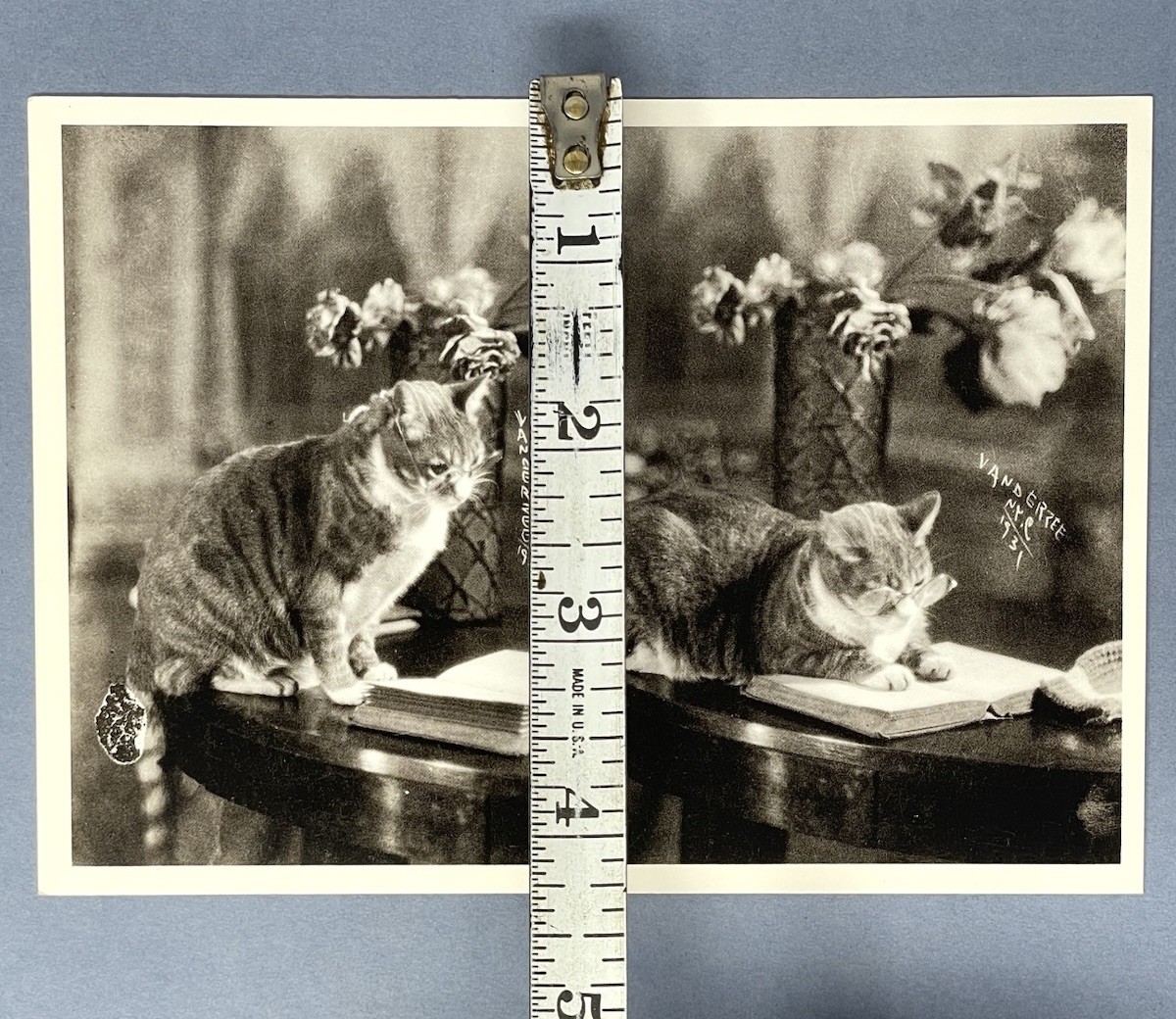 James Van Der Zee Art Photo Print Card – Smart Cat, 1931 – Fotofolio 4.25”x6”