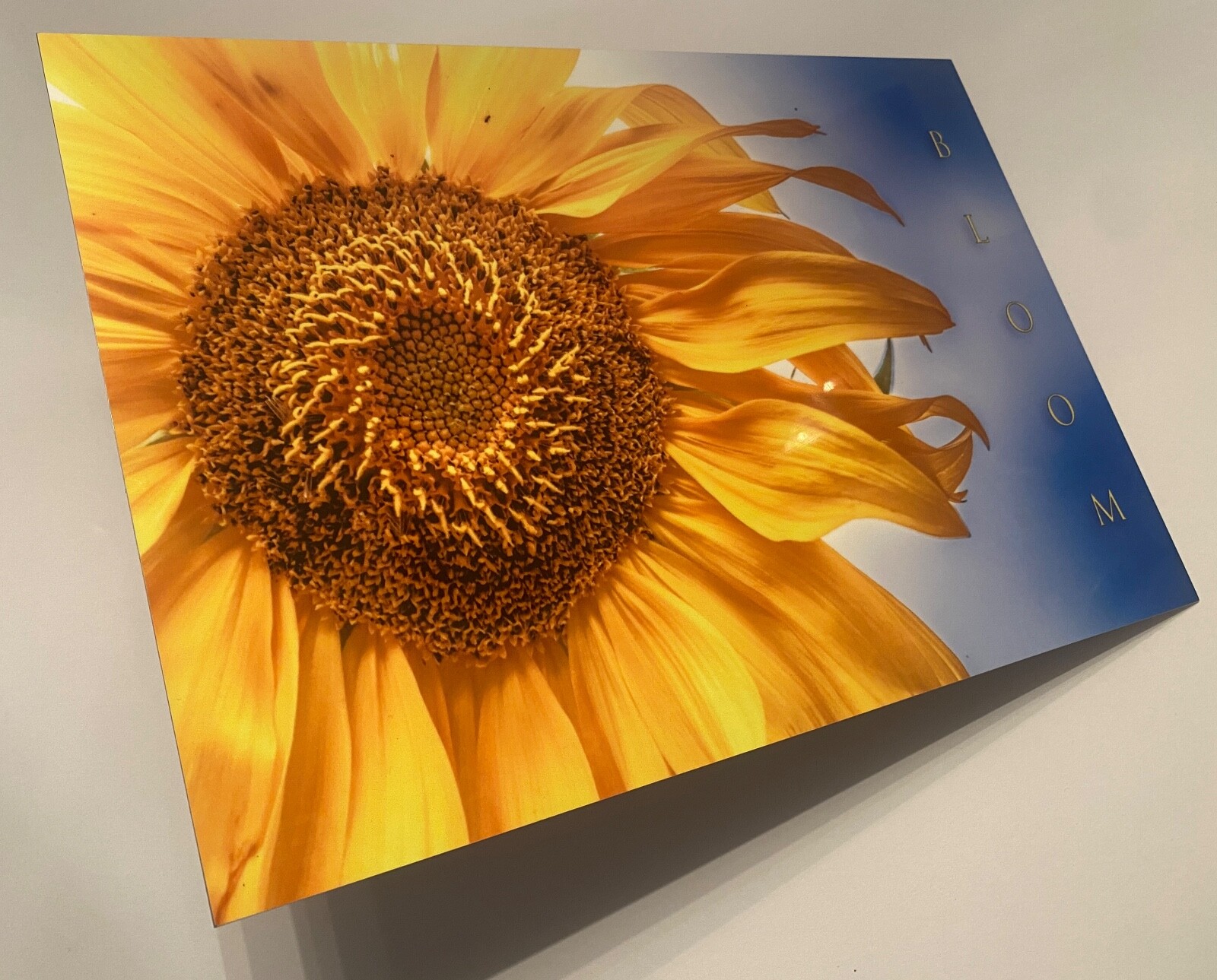 Sunflower “Bloom” Original Signed / Framed Photograph 8×12