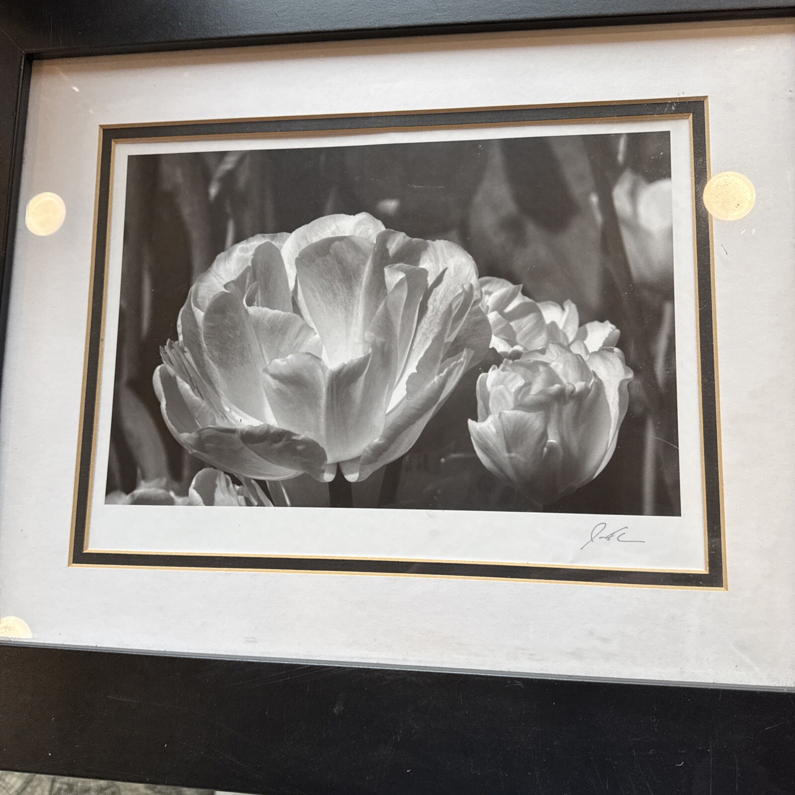 Jesse Kalisher Signed “The Butchart Gardens” Tulip Photo Framed