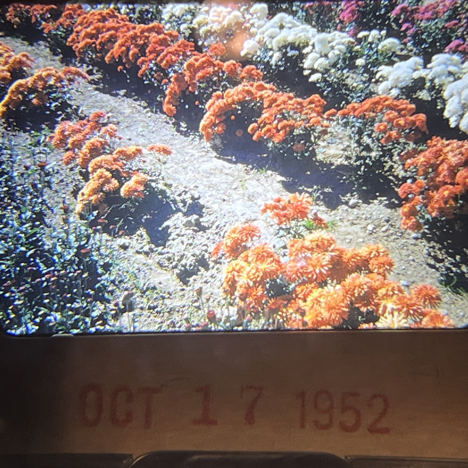 “PRETTY OCTOBER FLOWER GARDEN” 1952 Nature Photography FLORAL FLOWERS COLOR