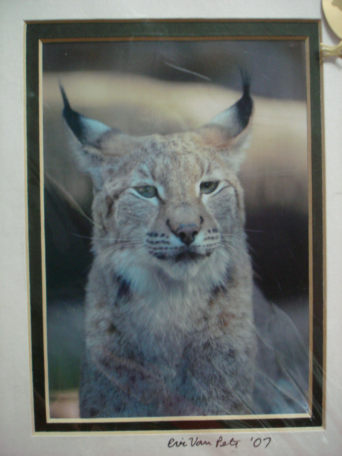 8″x10″ Matted Lynx Portrait Art by Eric Van Pelt 2007