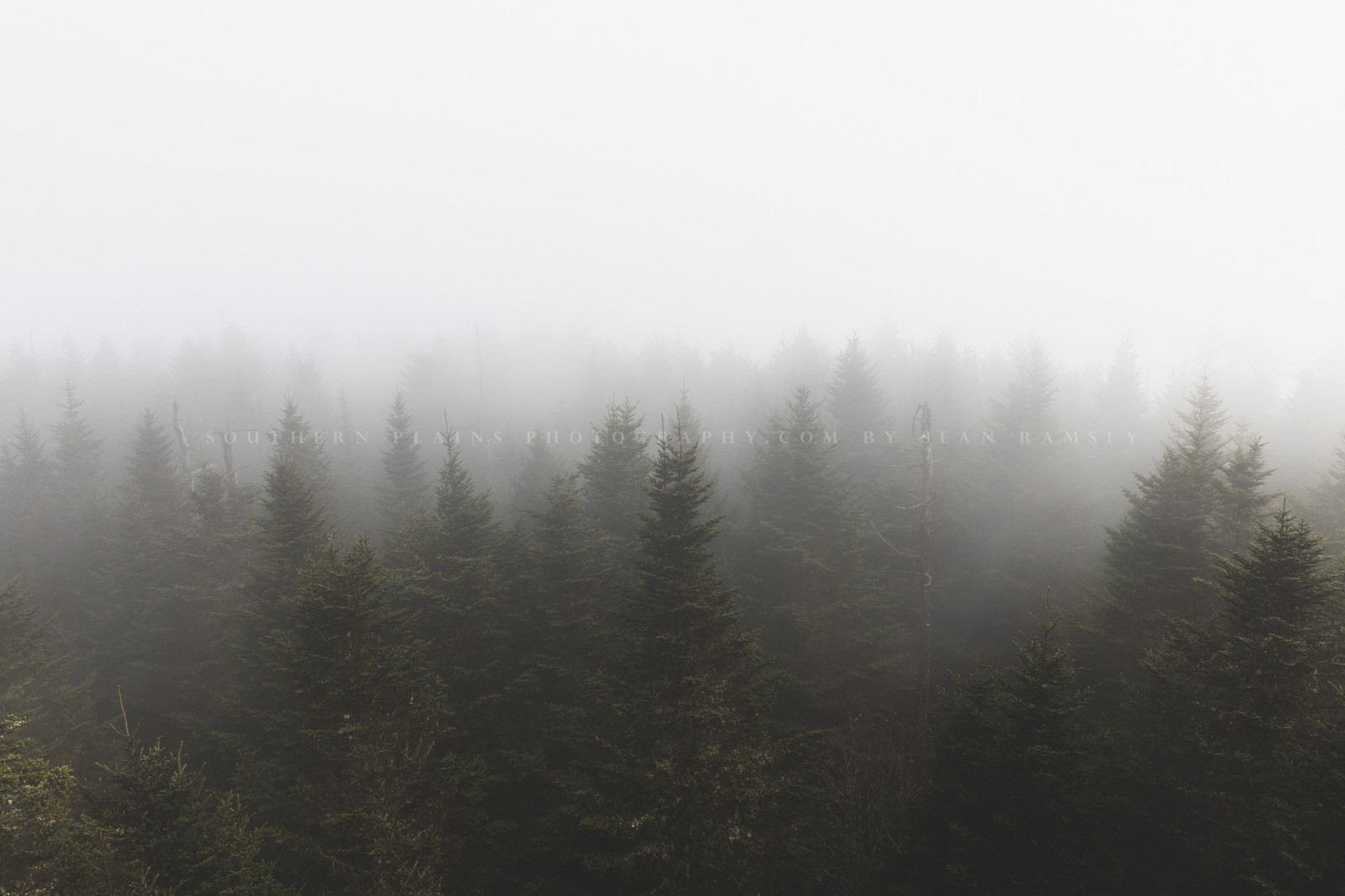 Forest Photography Print: Tennessee Great Smoky Mountains Clingmans Dome Photo