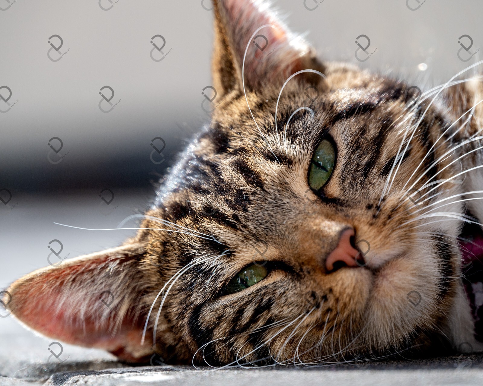 Cat Photo Digital Image Product Wallpaper Background Picture animal friend