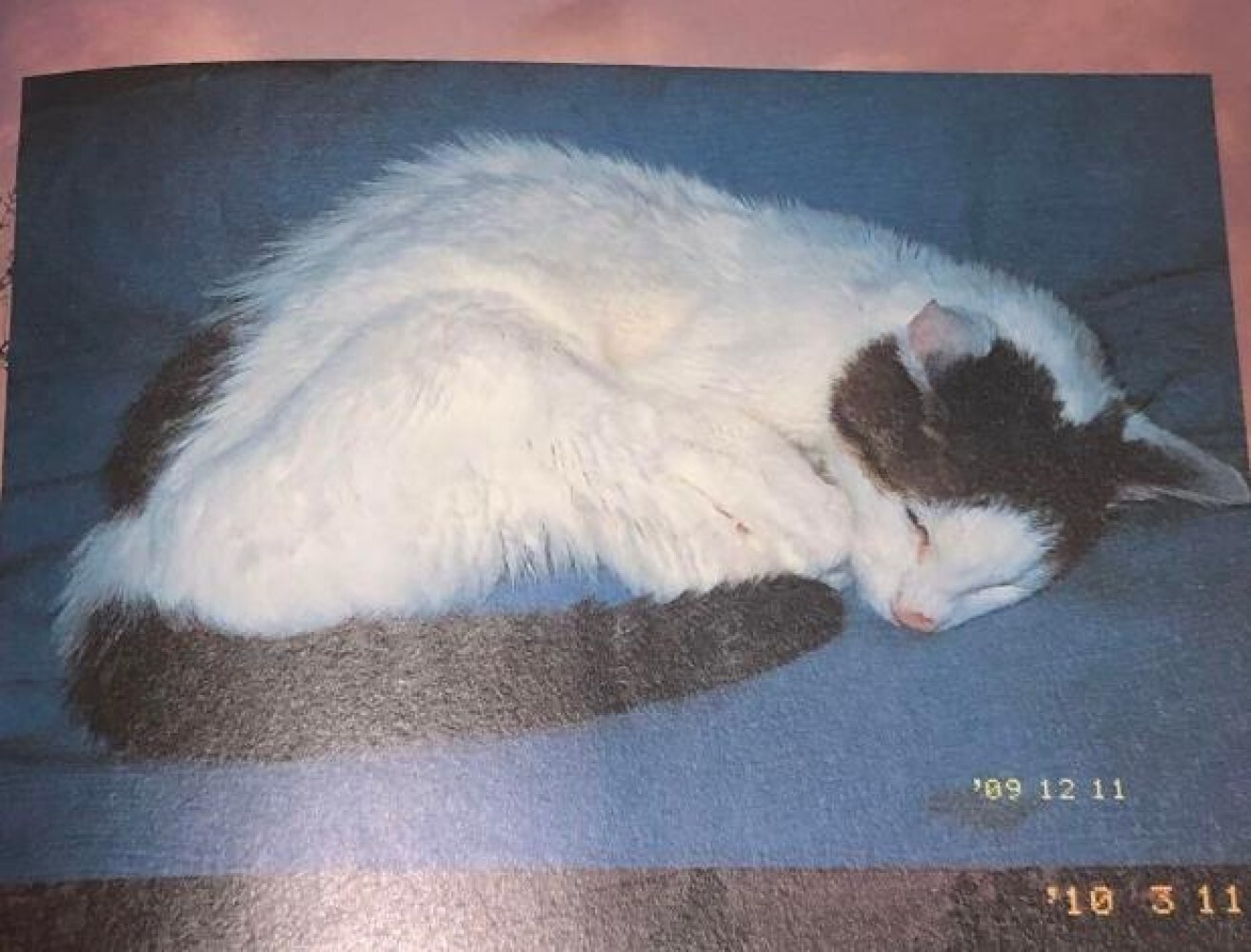 Nobuyoshi Araki Cat Chiro love death Ai shi Photo Book