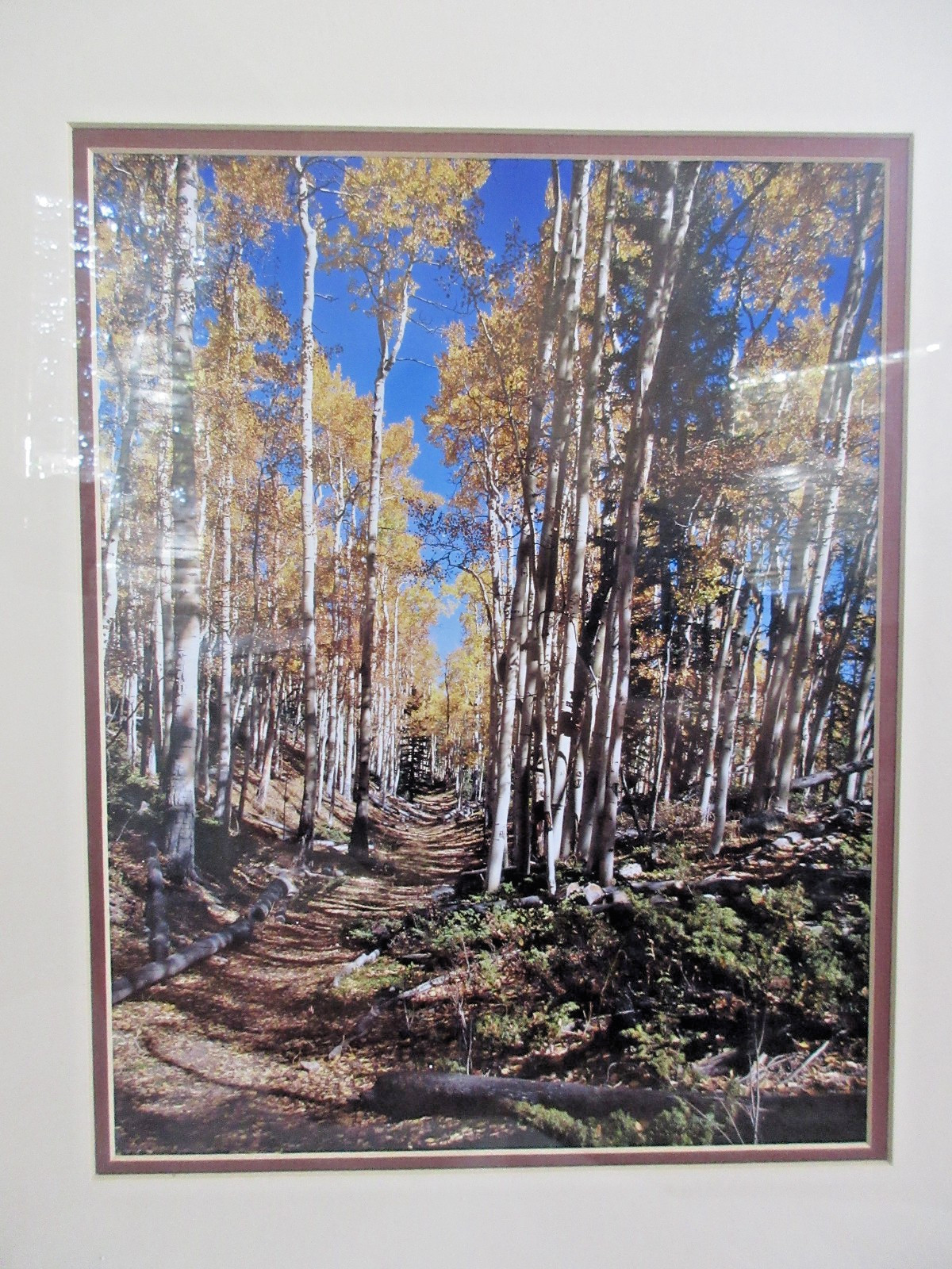 Framed Landscape Photography Aspen Trees Autumn Forest Path Rustic Wall Art