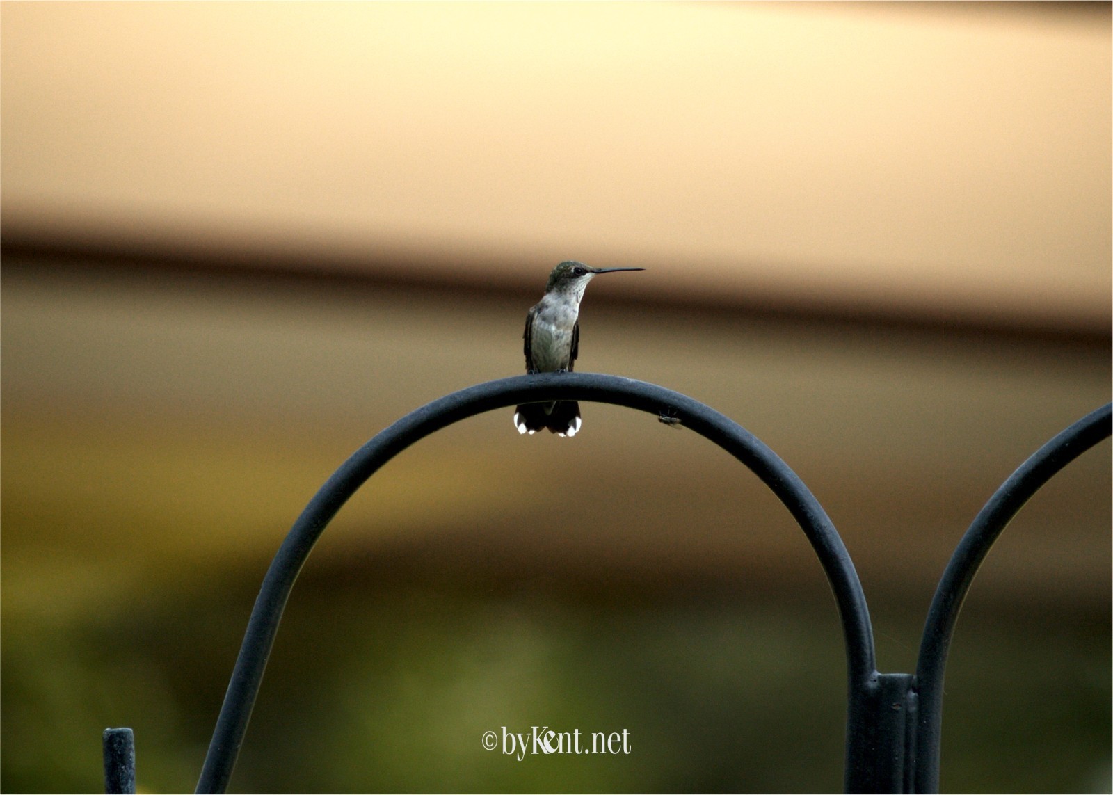 Hummingbird resting 8×10″ photograph print