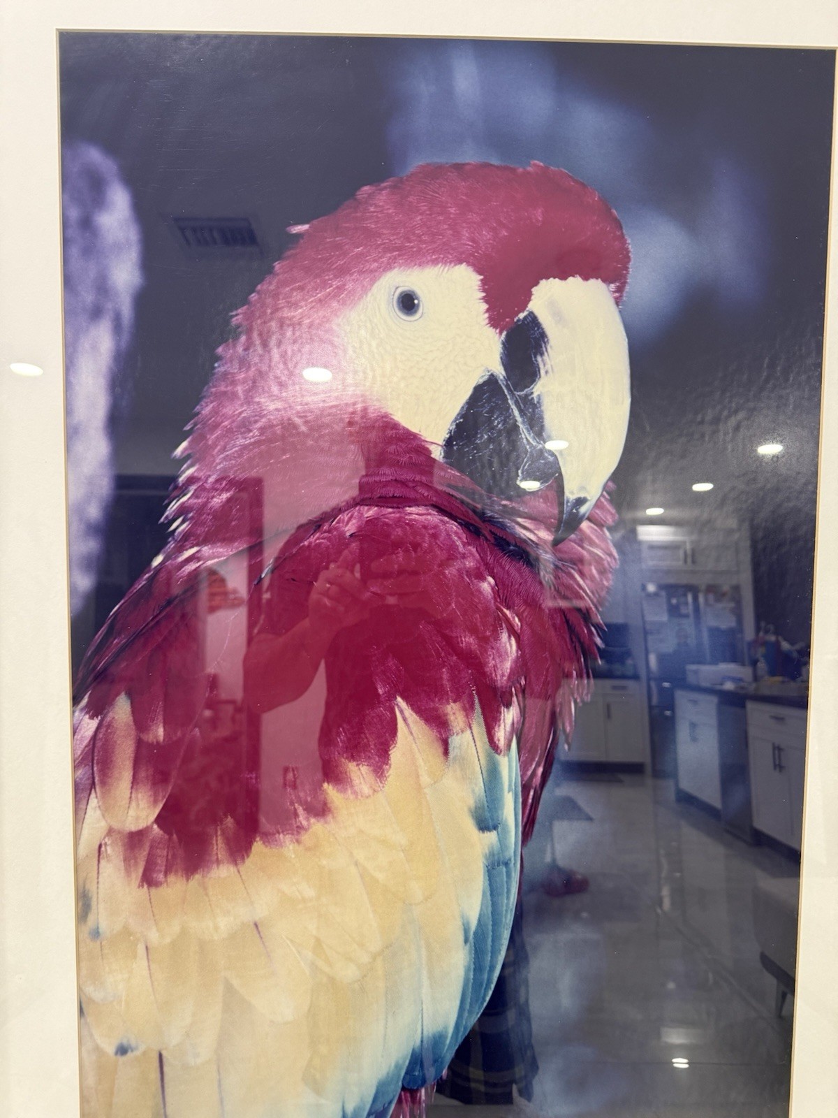 Large Framed Scarlet Macaw Parrot Photograph Wall Art 28×38 Tropical Bird Decor