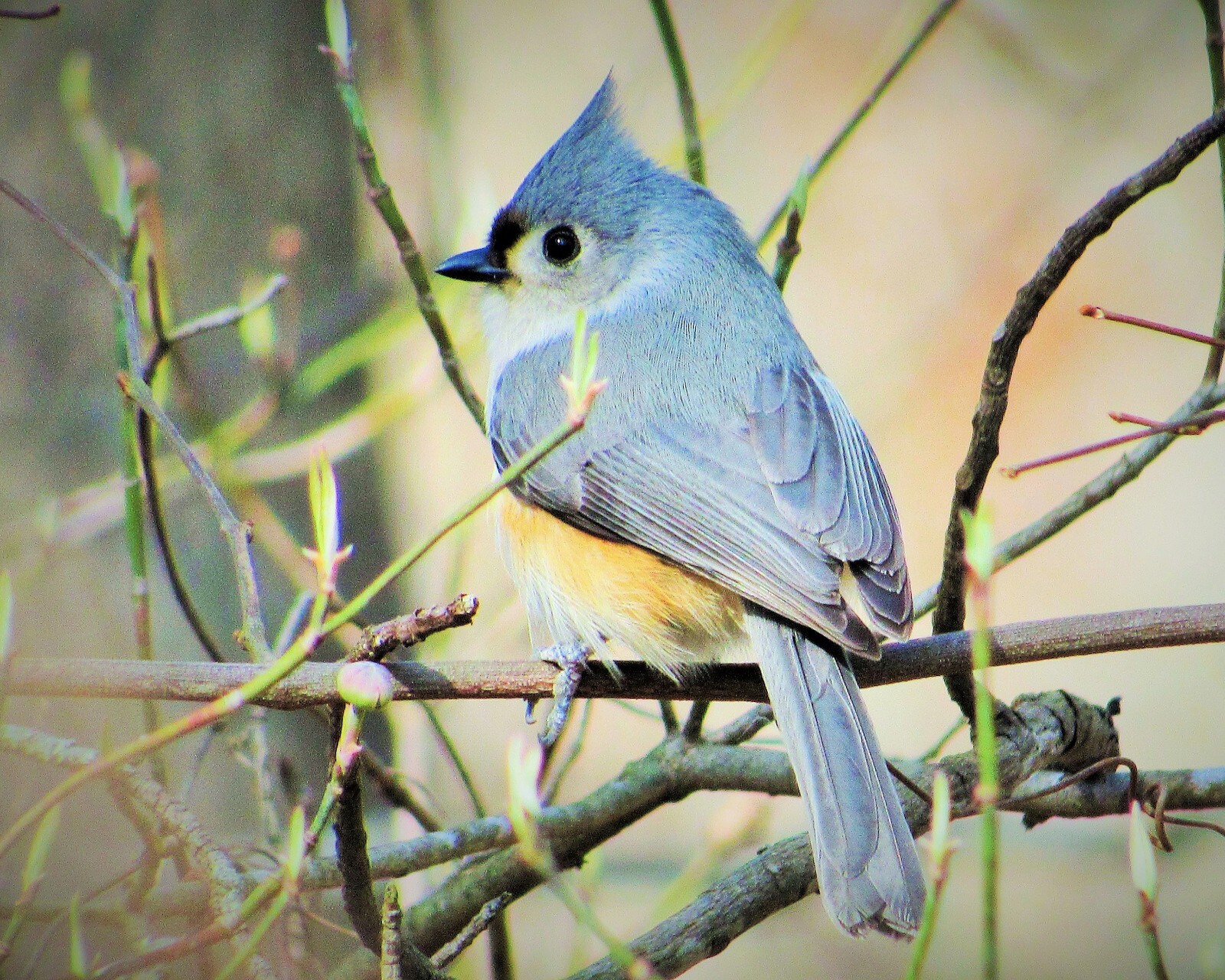 Tufted Titmouse – Baeolophus Bicolor – Nature Photography