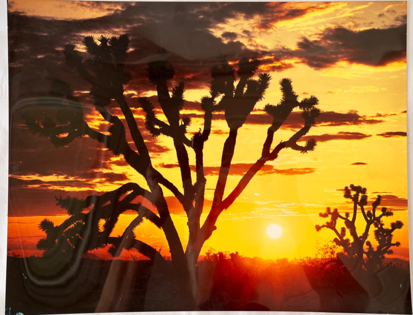 11×14″ Glossy Photo Arizona Landscape Photography Scene Joshua Trees at Sunset
