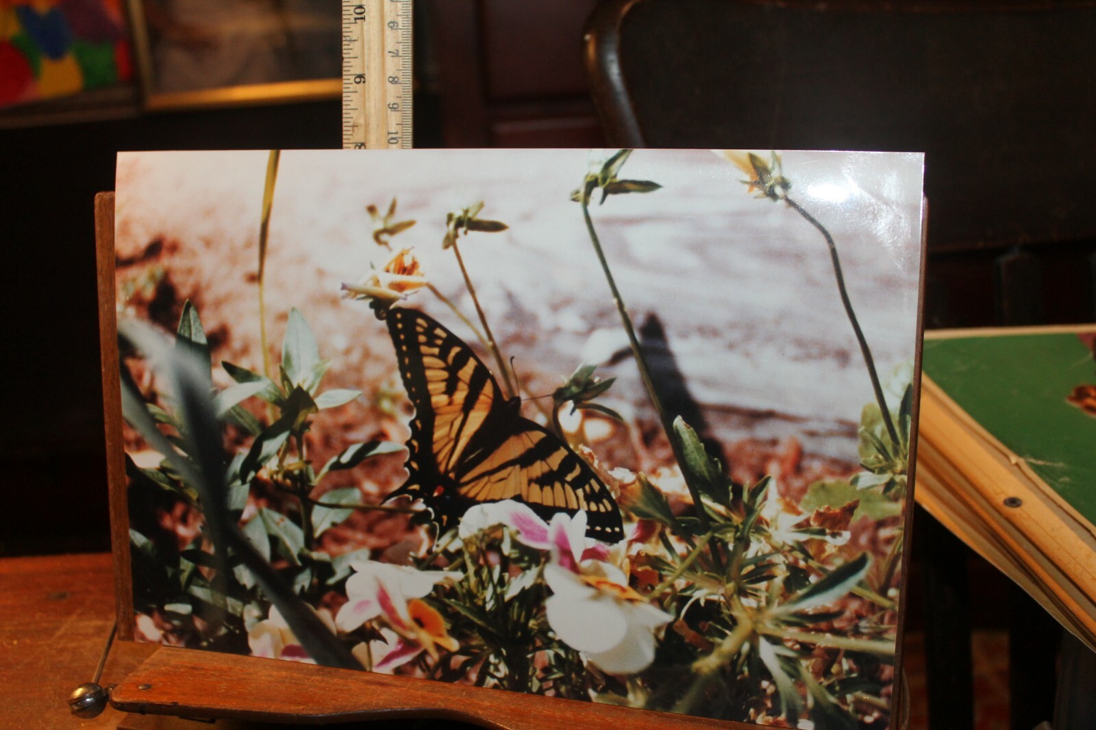 Vintage Signed 8×12 Photo W. Beebe East Tennessee Butterfly