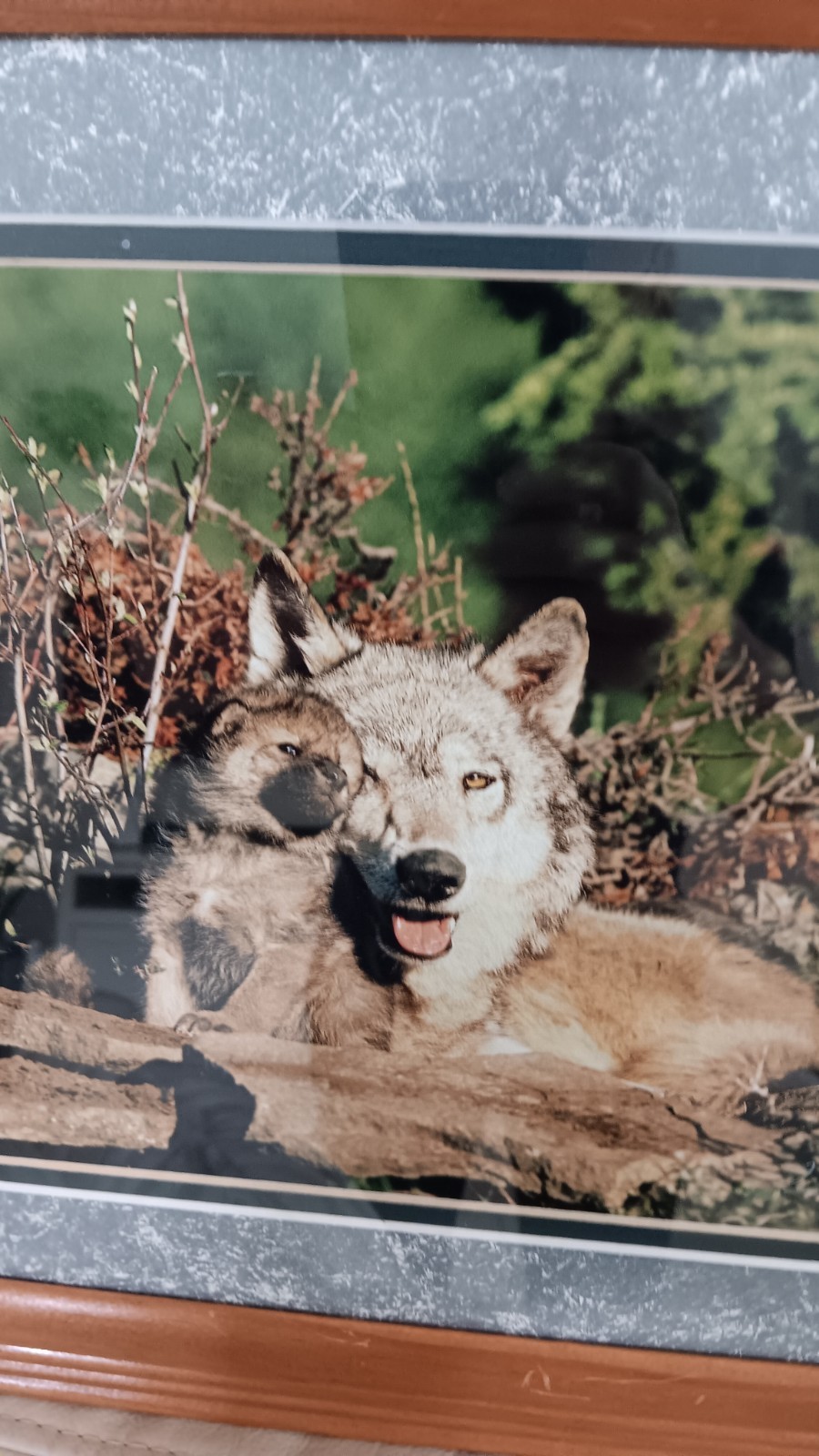 Millcreek Wildlife Reflections Set Photographs Wolves 2 Framed Matte 16.5″x13.5″