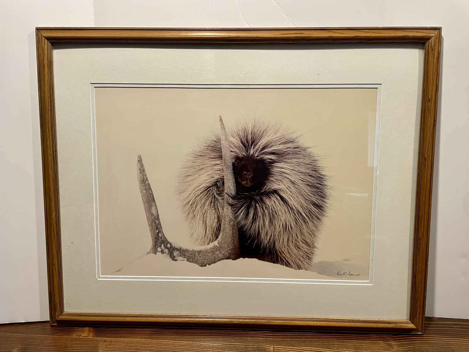 Porcupine in Snow w/Antler Wildlife Photograph by Carl R. Sams II Framed Signed
