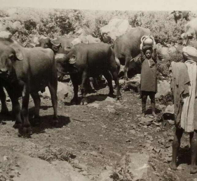 Orient ? Asia ? India ? Afghanistan? Syria? Pakistan ? / 6x Photo