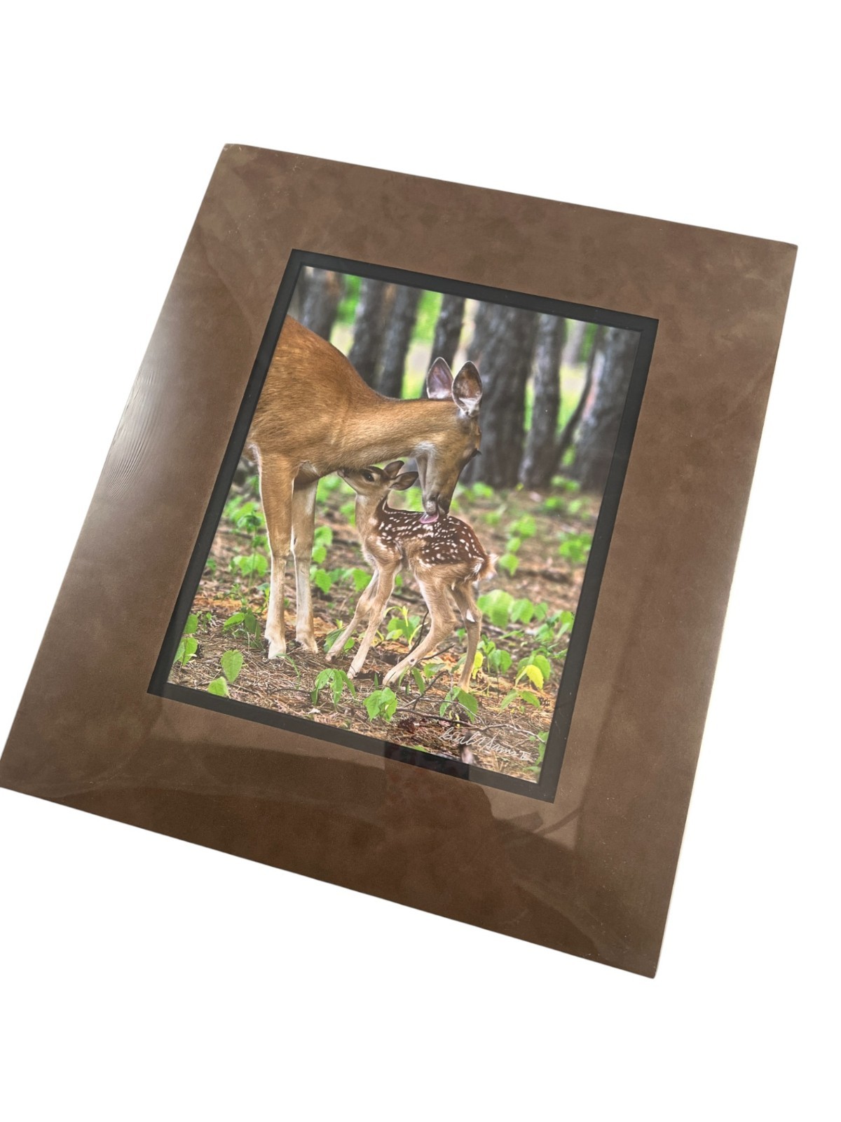 NEW Wildlife Photography Print: Stranger In The Woods ‘Mama Returns’ 8×10 Matted