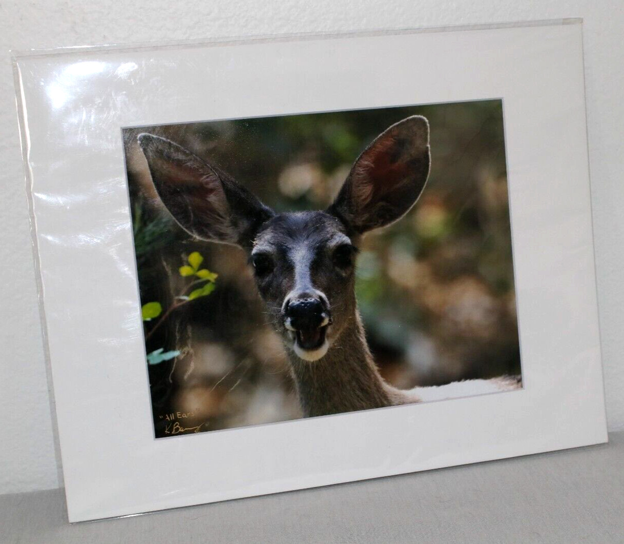 Deer Wildlife Photo 8″ x 10″ in 11″ x 14″ White Matte Signed by Kim Barry