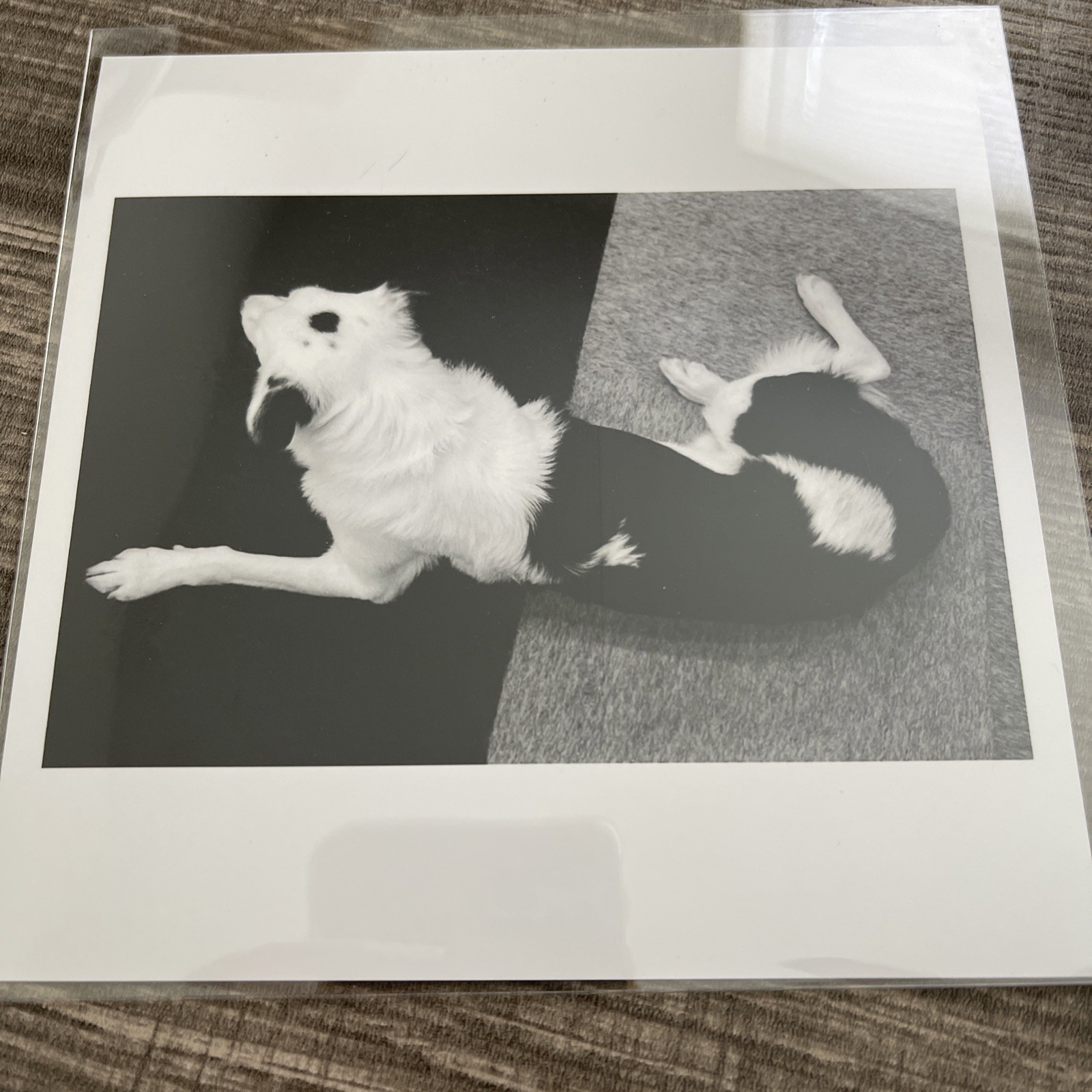 Matt Stuart – Discover Dogs, 2000 Magnum 6×6 Photograph Print SIGNED