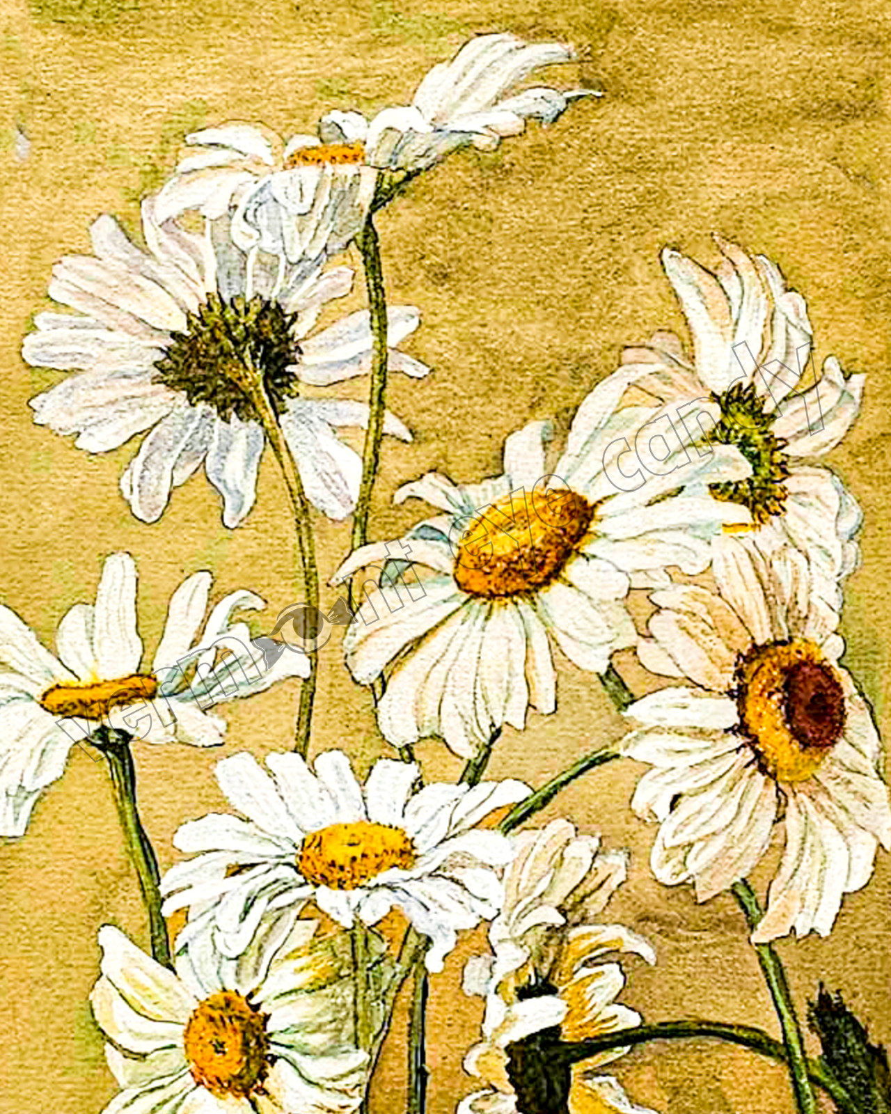 Daisies Sketch Yellow Flowers DIGITAL DOWNLOAD Print at Home Farmhouse Art