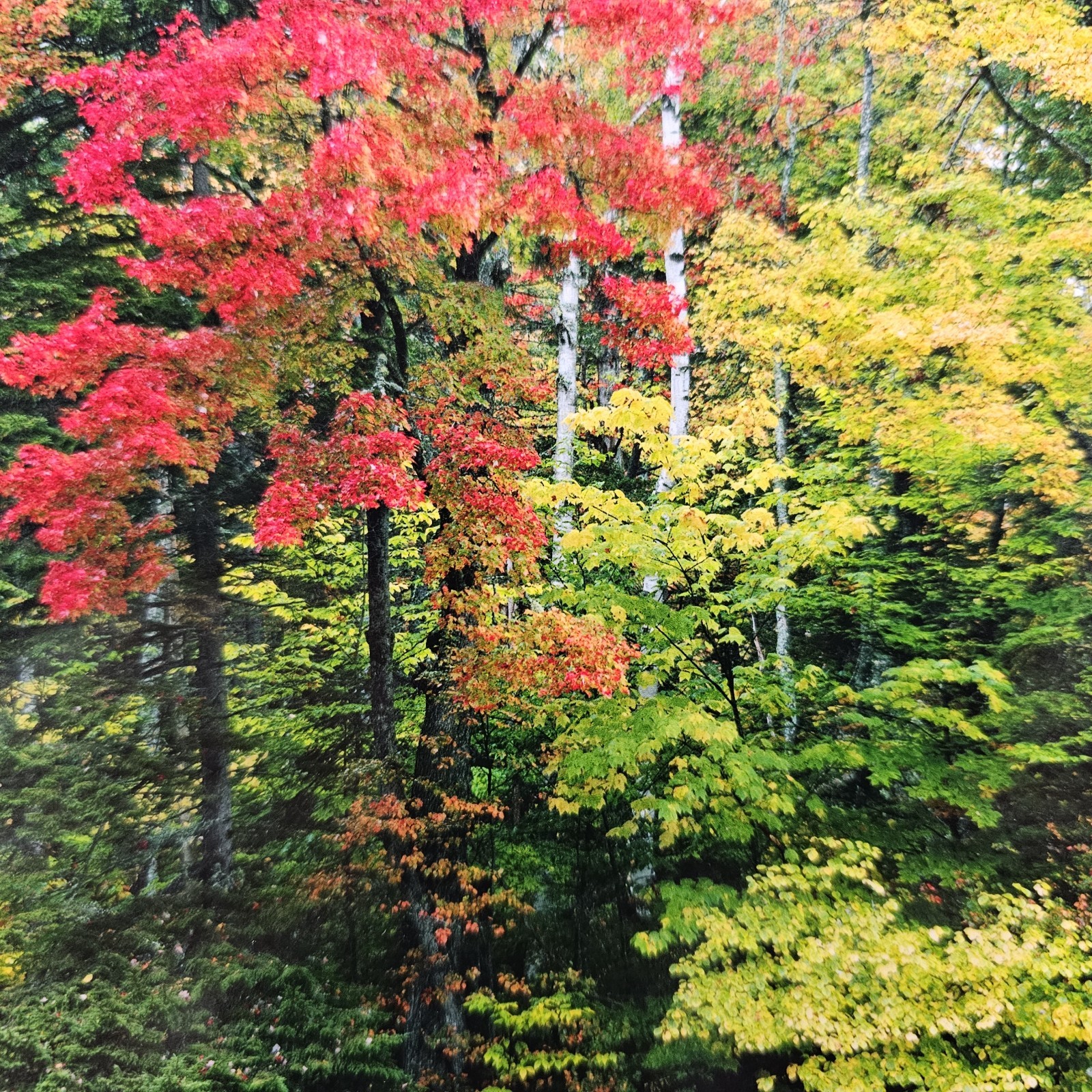 ART – Signed Gary Love Photograph 21.75×11.75 Framed Landscape Art – Maine Trees