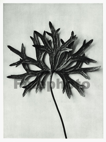 1929 Original Vintage KARL BLOSSFELDT Botanical Plant Flower Abstract Photo Art