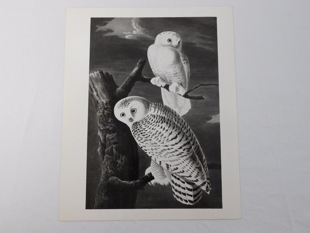 1966 John Audubon Birds America Set 7 Photographs for NY Historical Society Book