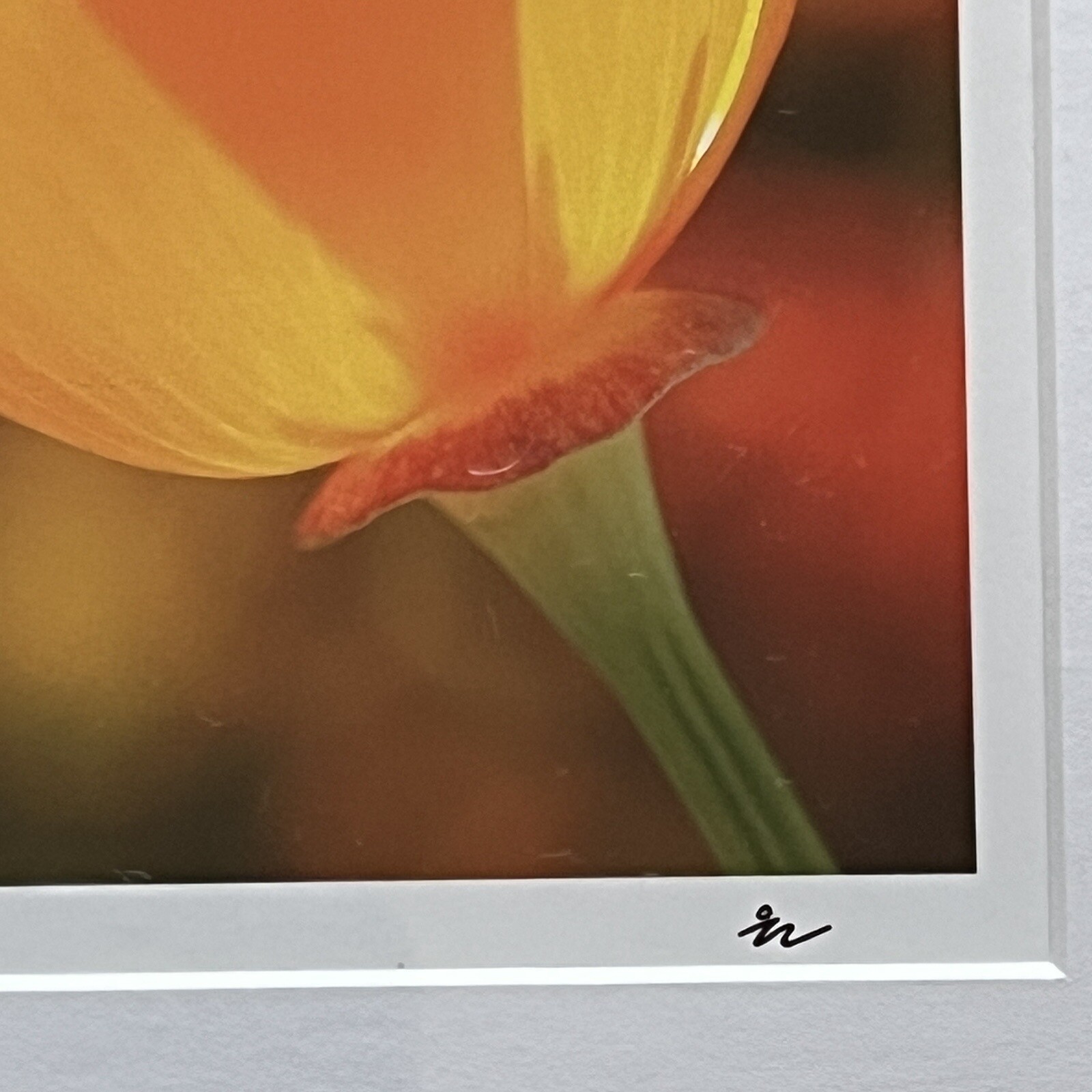 California Poppy Flower Art Photograph Signed & Framed