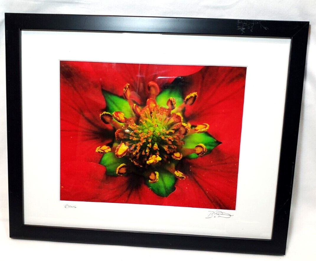 Inside the Flower Brilliant Red Photo Signed an Dated Matted an Framed 12″x15″