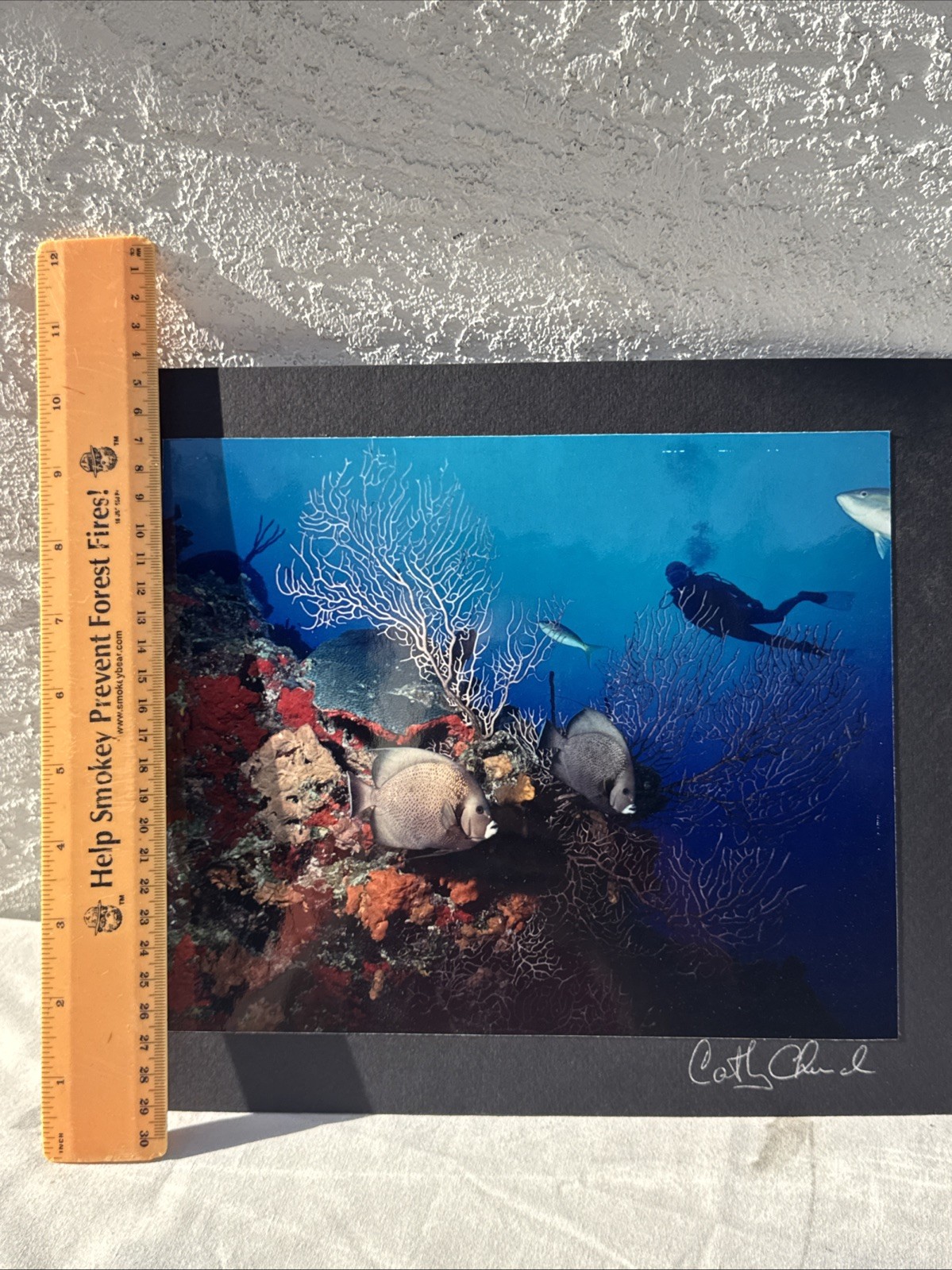 CATHY CHURCH Photograph “Gray Angels on Sunset Reef” 10″x8” Signed on Board