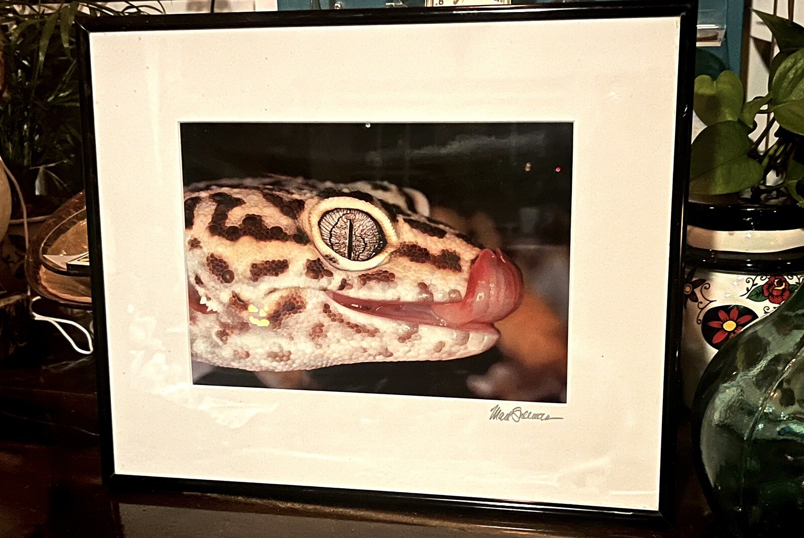 The Leopard Gecko -Close-Up Reptile Photography- Artist Signed