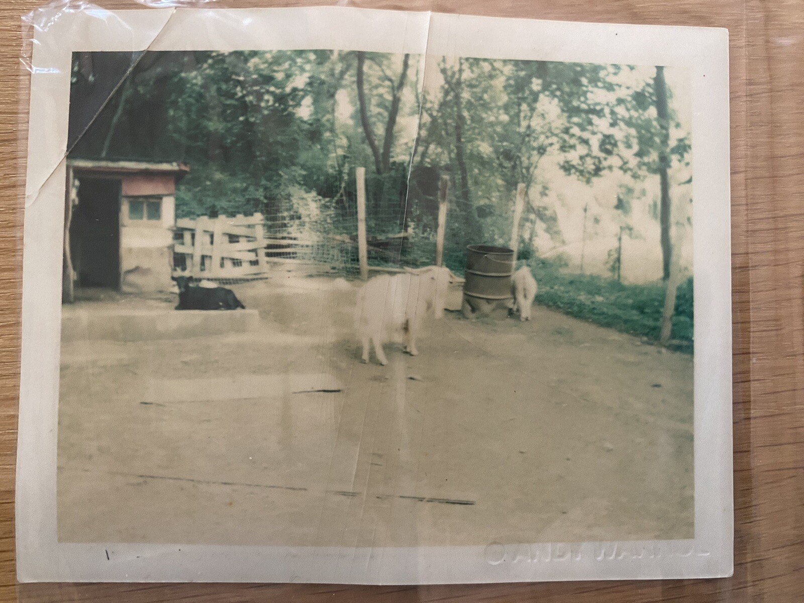 Andy Warhol Original Polaroid Photo-Farm Animals