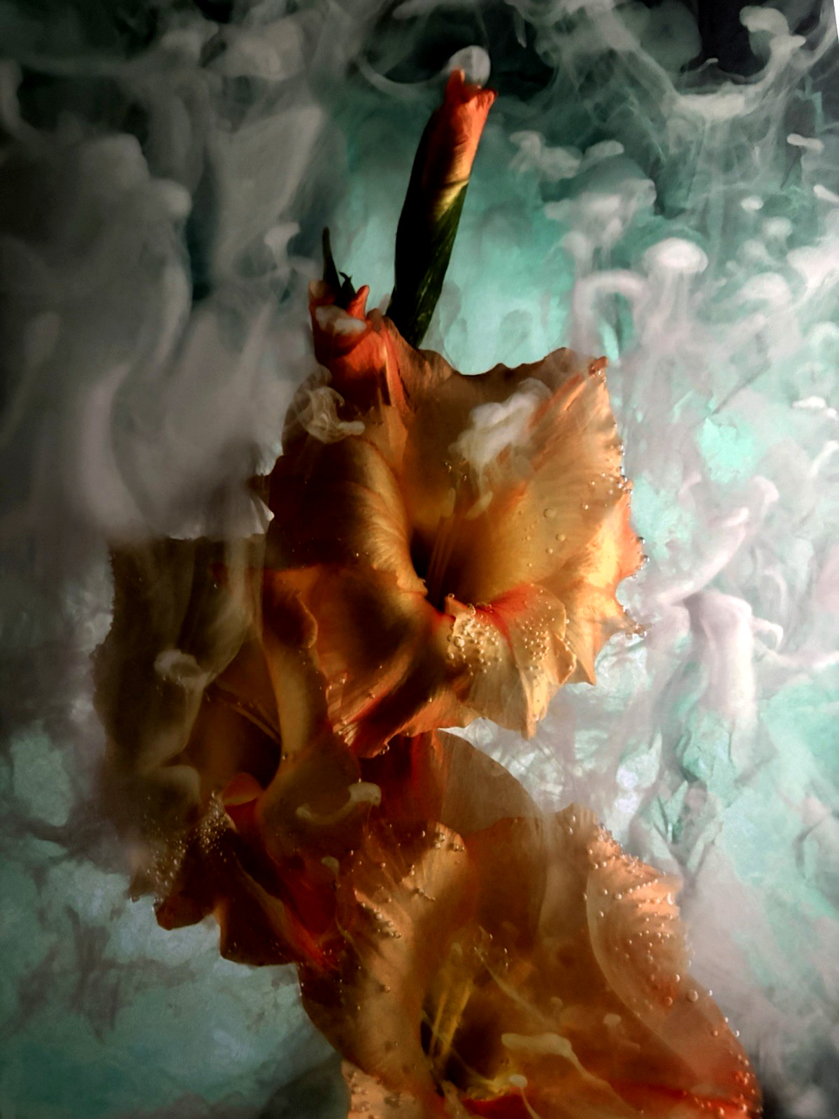 J Scott Peck Ltd Ed. 03/15 Ethereal Lighting Yellow Gladiolus Flower Photo Print
