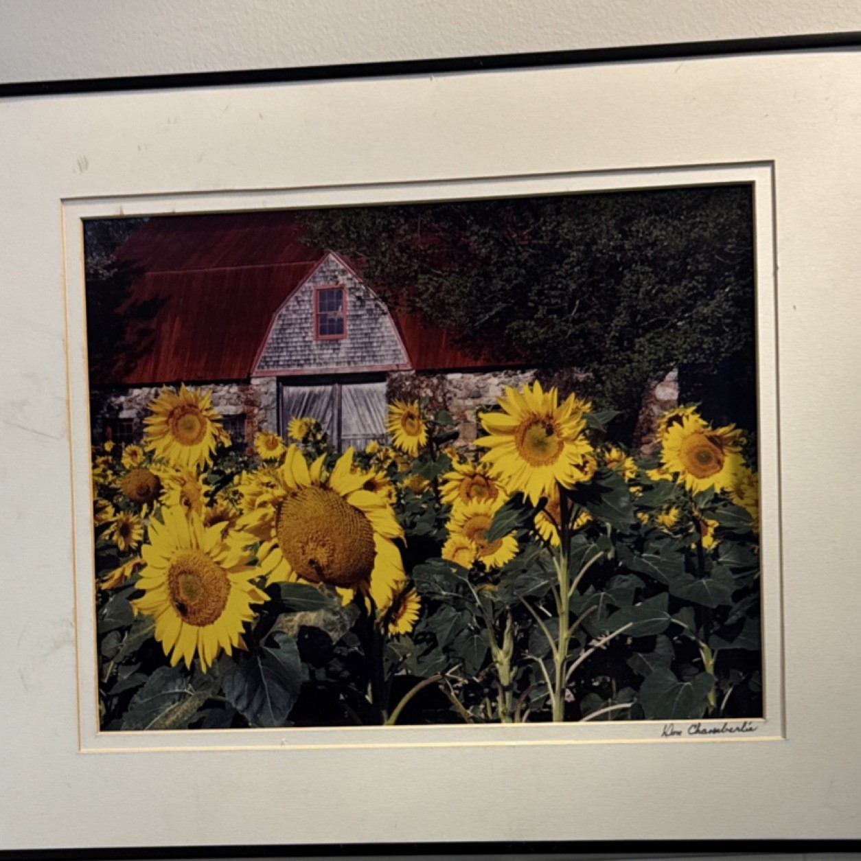 Framed And Matted Sunflower Photograph By Don Chamberlain