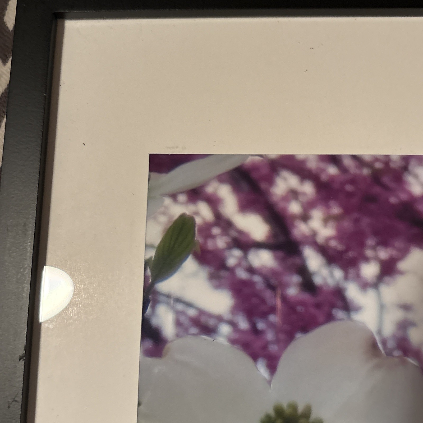 Nature photograph framed. color photograph, flowers, framed and matted. Dogwood
