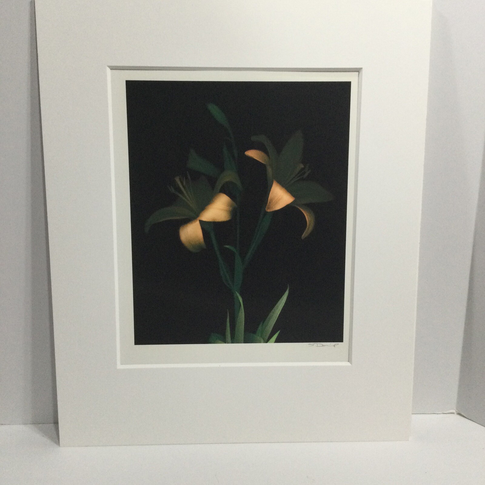 Original Photogravure By Sandi Daniel ( Tiger Lily) Limited Ed. 2002 19” X 13”