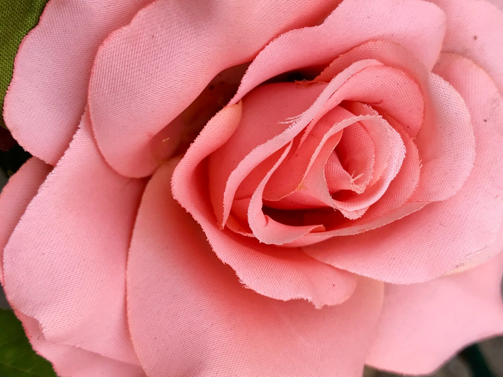 “PINK ROSE”., 4×6 ” PHOTO PRINT WITH MAT, FREE SHIPPING IN USA !!