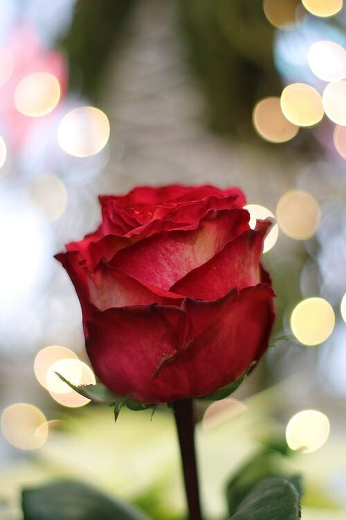 Digital Image Picture Photo Pic Wallpaper CLose-Up Shot of a Red Rose in Bloom