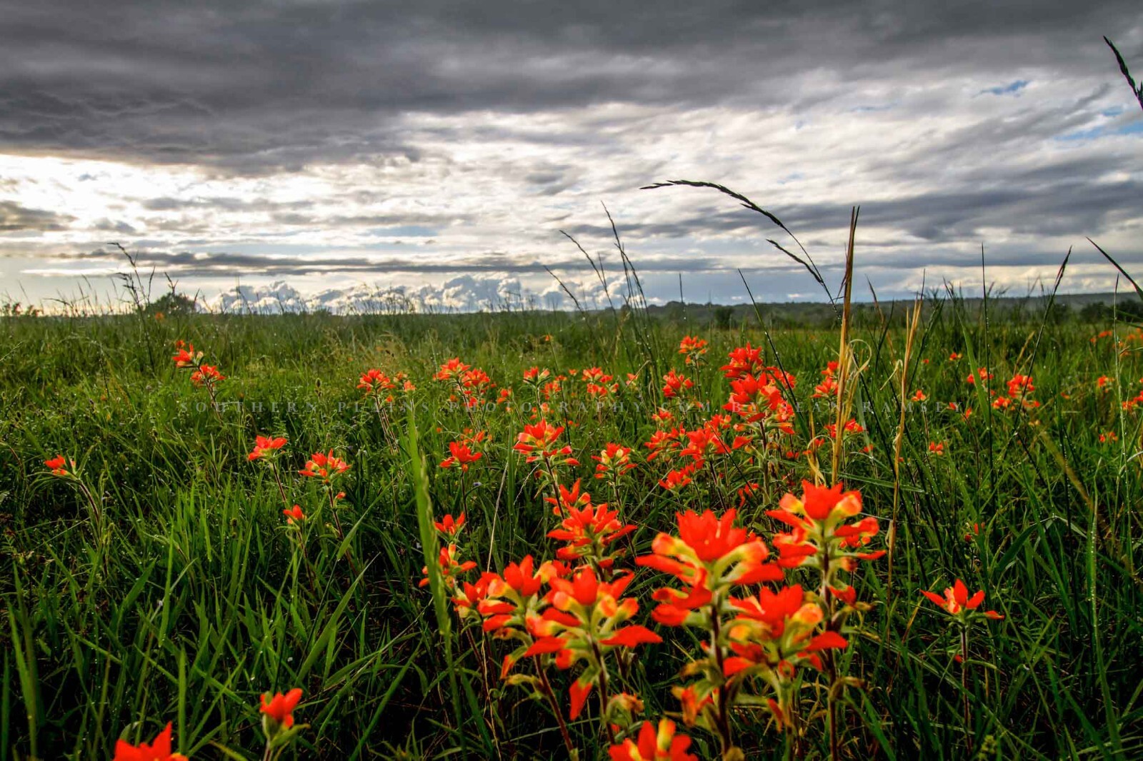 Indian Paintbrush Photography Print: Oklahoma, Wildflowers, Picture, Photo