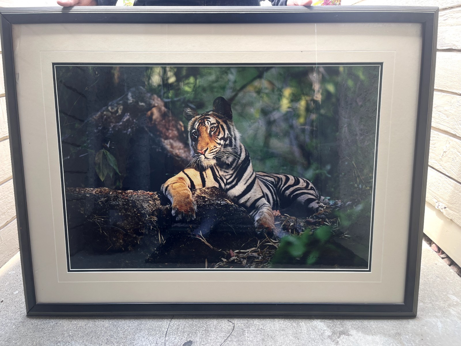 Framed & Matted Signed Limited Edition Tiger Wildlife Photograph