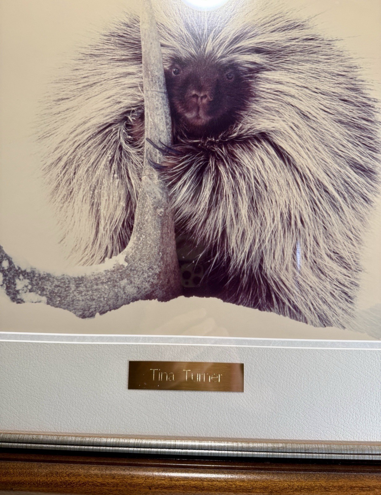 Framed Wildlife Photography “Porcupine In Snow W/Antler” Titled “Tina Turner”
