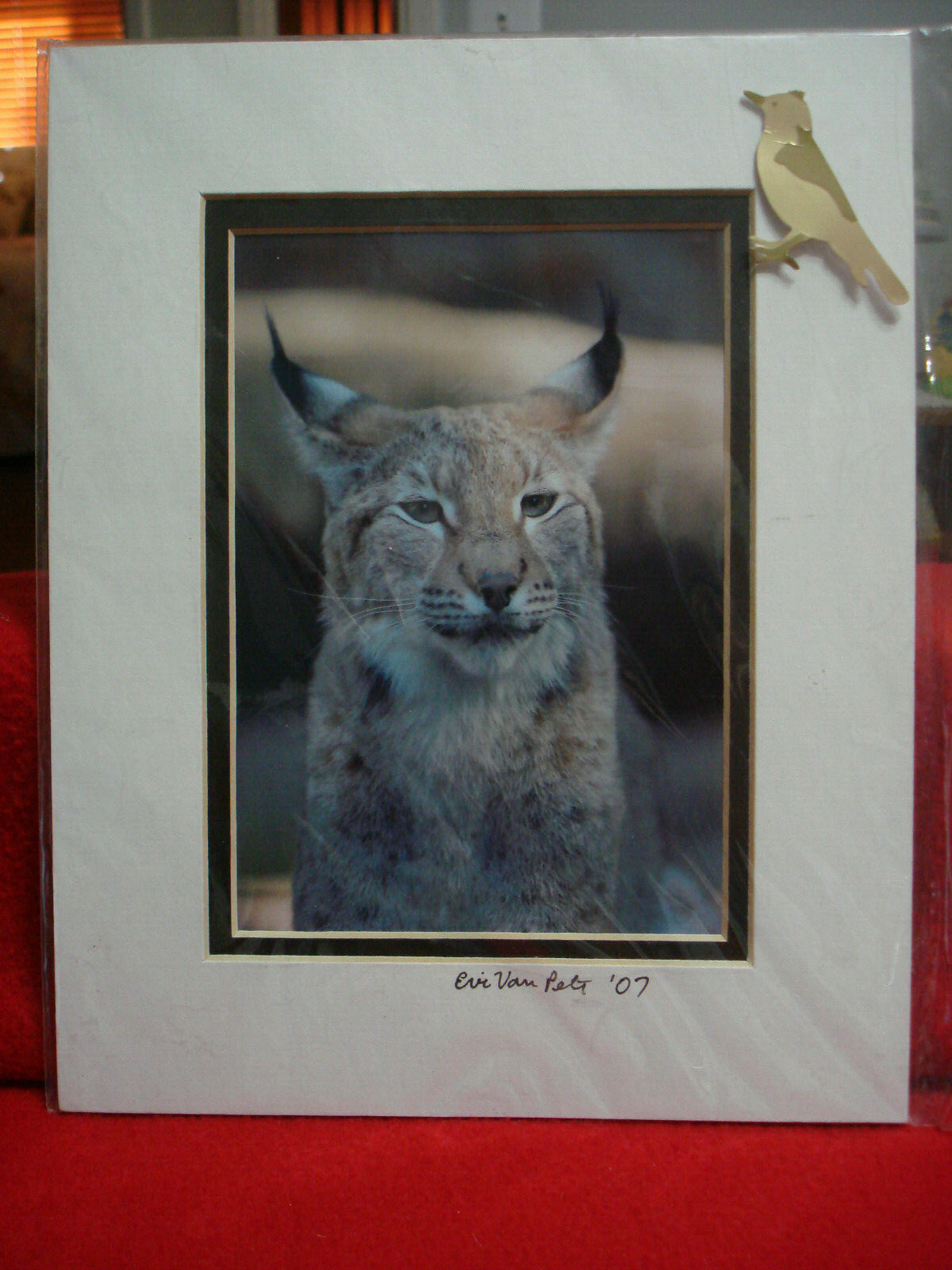 8″x10″ Matted Lynx Portrait Art by Eric Van Pelt 2007