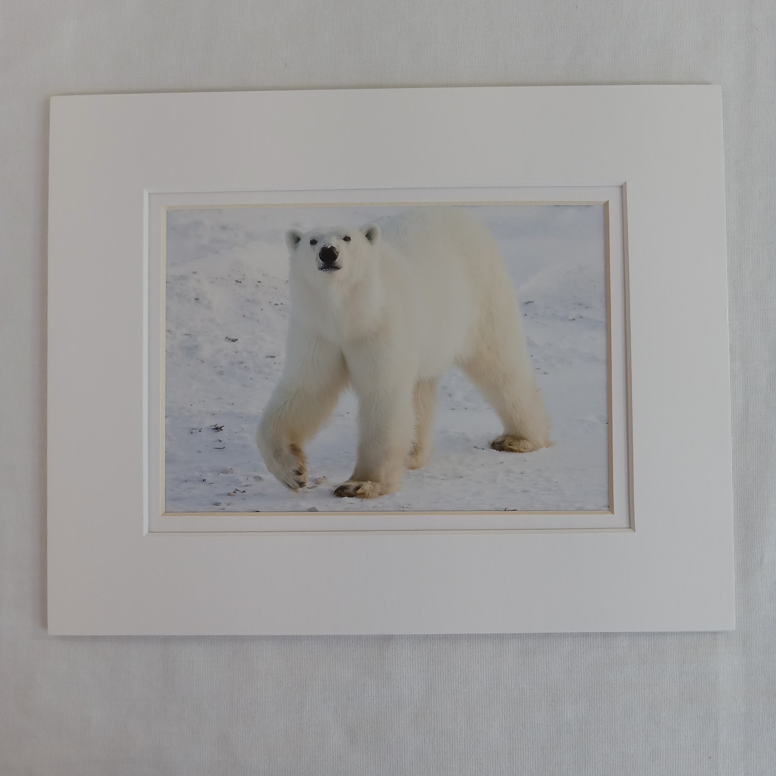 Polar Bear Photography Prints Set of 2 Matted Wildlife Art Photos Mike Johnson