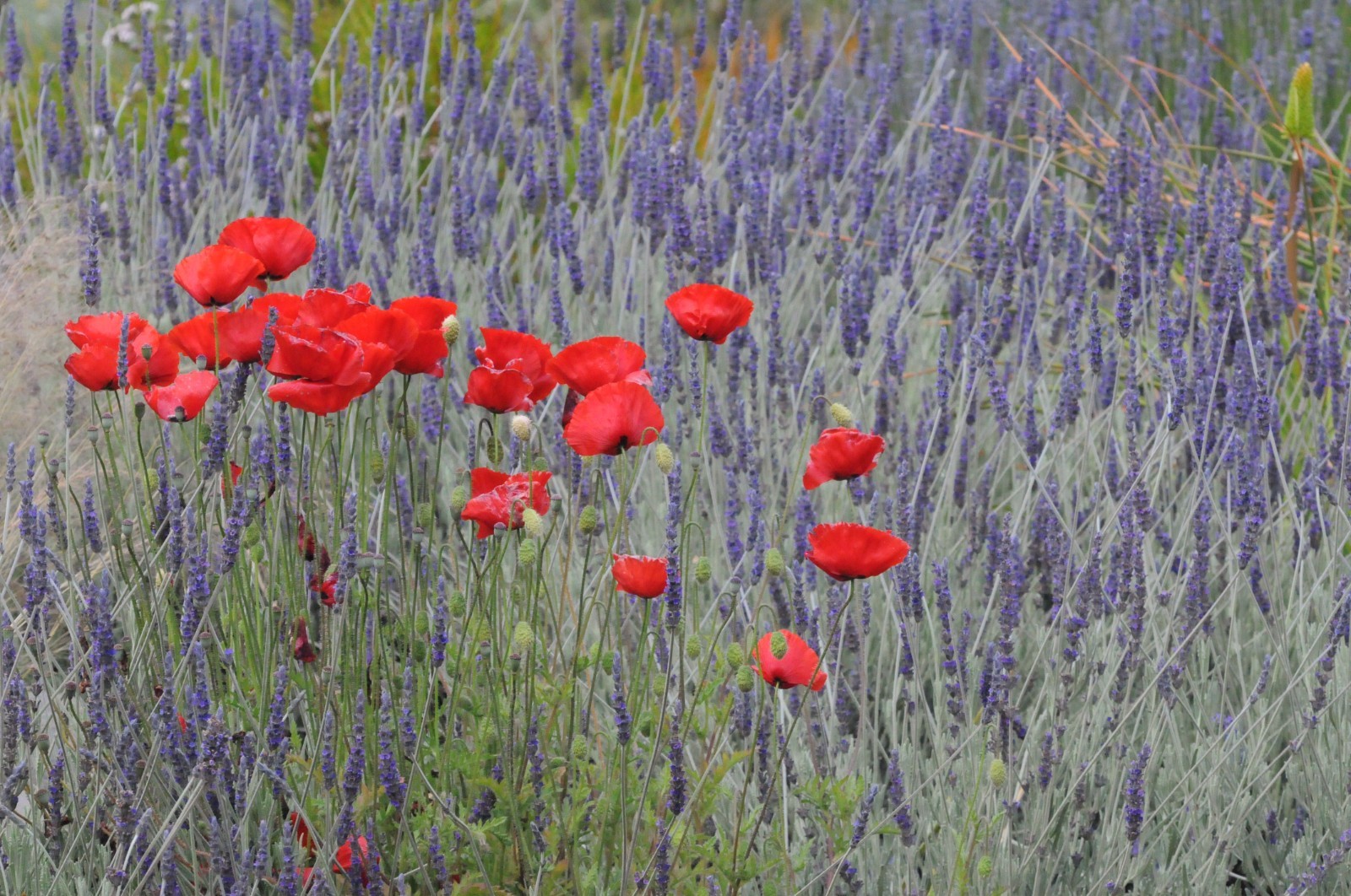 Mother’s Day Nice Floral Garden Gift Poppies and Lavender Wall Art Print, 8×10