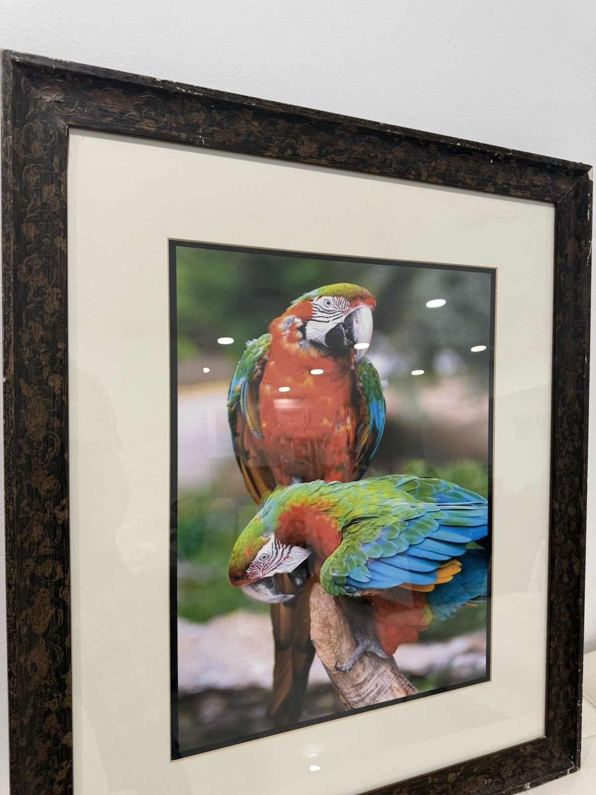 Framed Tropical Macaw Parrot Photograph Wall Art 23×27 Colorful Bird Decor