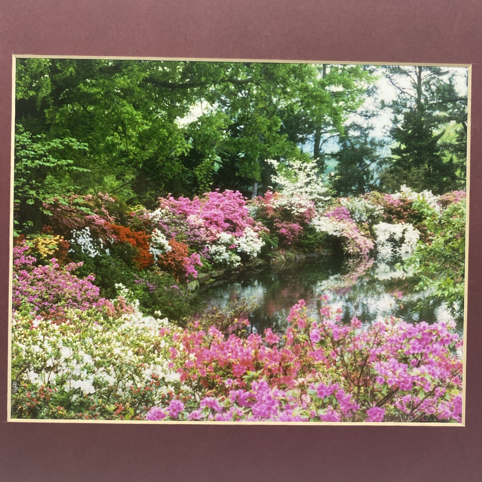 Matted Flowers Pond Forest Landscape Photo Print 11 X 14 Wall Art Gallery Decor