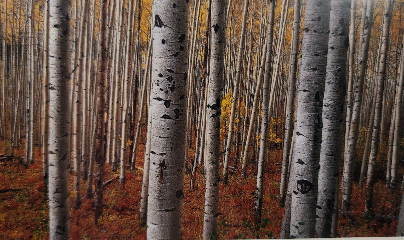 Gary Crandall Photography Aspen Army Print Fall Colors Trees Matted No Frame